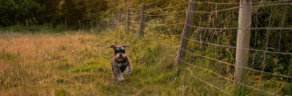 Dog running in field at Nettlecombe Farm